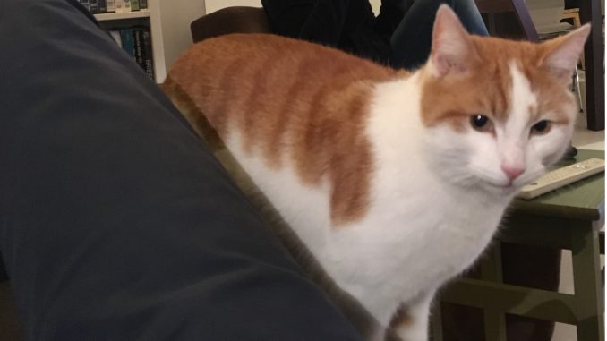 heres-johnny-kattenherplaatsing-herplaatsing-kat