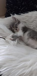 herplaatsing-beau-kitten-kattenherplaatsing-kat-adoptie