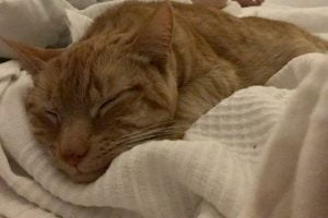 puk-herplaatsing-jonge-kat-kattenherplaatsing