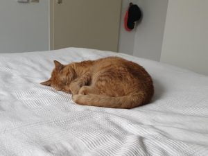 puk-herplaatsing-jonge-kat-kattenherplaatsing