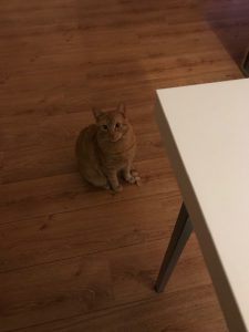 puk-herplaatsing-jonge-kat-kattenherplaatsing