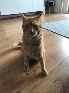 puk-herplaatsing-jonge-kat-kattenherplaatsing