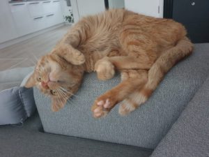 puk-herplaatsing-jonge-kat-kattenherplaatsing