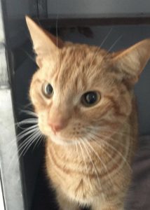 puk-herplaatsing-jonge-kat-kattenherplaatsing