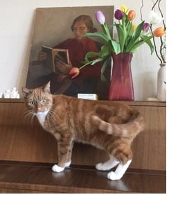 sem-thuis-gezocht-kattenherplaatsing