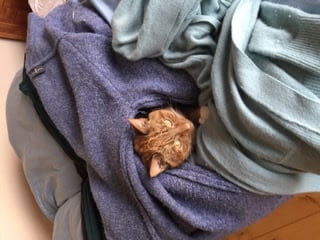 sem-thuis-gezocht-kattenherplaatsing