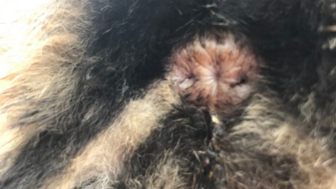 anaalklierproblemen-bij-katten-kattenvoorlichting
