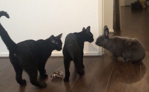 jimi-dexter-herplaatsing-katten-kattenherplaatsing