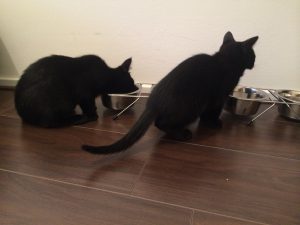 jimi-dexter-herplaatsing-katten-kattenherplaatsing