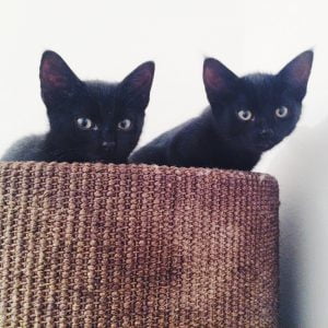 jimi-dexter-herplaatsing-katten-kattenherplaatsing