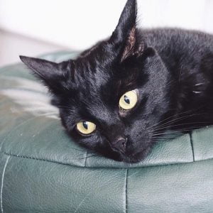 jimi-dexter-herplaatsing-katten-kattenherplaatsing