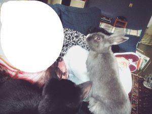 jimi-dexter-herplaatsing-katten-kattenherplaatsing