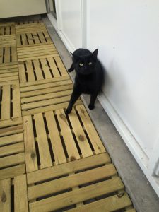 jimi-dexter-herplaatsing-katten-kattenherplaatsing