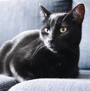 jimi-dexter-herplaatsing-katten-kattenherplaatsing