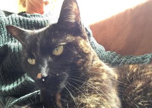 aina-herplaatsing-kat-kattenherplaatsing