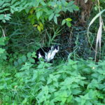 geslaagde-herplaatsing-poekie-fotos-nieuwe-huis (4)