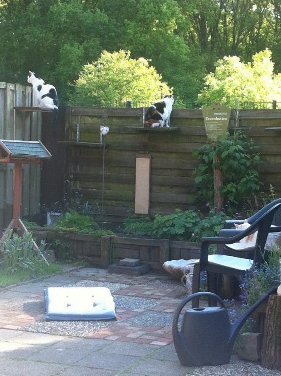 hoge-ligplankjes-uitkijkposten-katten-kattenvoorlichting-tuin-verrijking