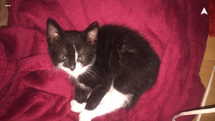 mino-herplaatsing-kitten-poesje-kattenherplaatsing