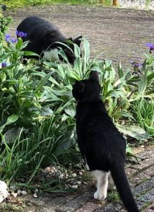mino-nieuwe-thuis-geslaagde-kattenherplaatsing