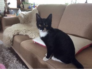 mino-nieuwe-thuis-geslaagde-kattenherplaatsing-foto