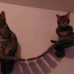 sevn-tyga-nieuwe-thuis-kattenherplaatsing