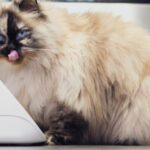 win-automatische-voerbak-sure-petcare-kattenvoorlichting-lezing-kat-en-voeding-2021-coronaproof