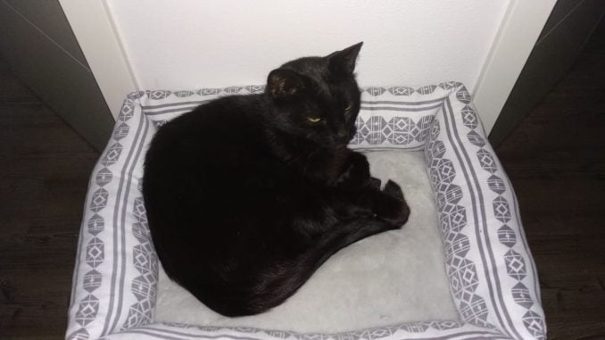 bob-zwarte-panter-elst-kat-kattenherplaatsing