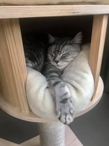 pablo-pasa-nieuwe-huis-kattenherplaatsing-brits-korthaar-broertjes-succesvolle-herplaatsing