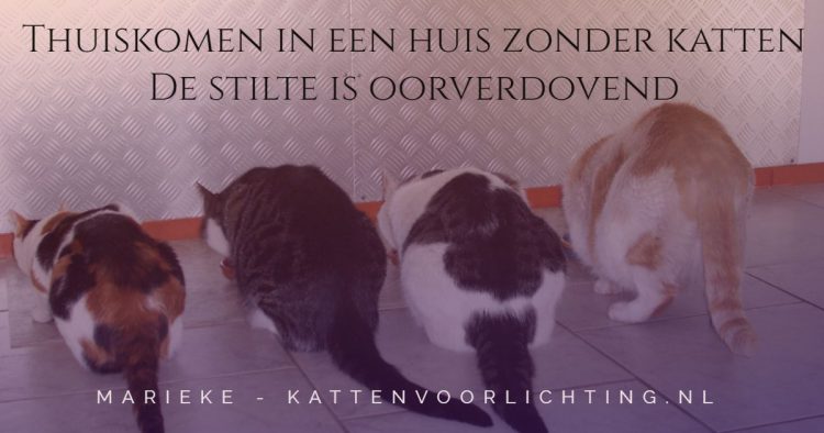 quote-overlijden-chloe-in-memoriam-kattenvoorlichting (2)