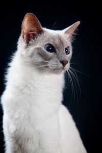 indy-balinees-raskattenherplaatsing-kattenherplaatsing