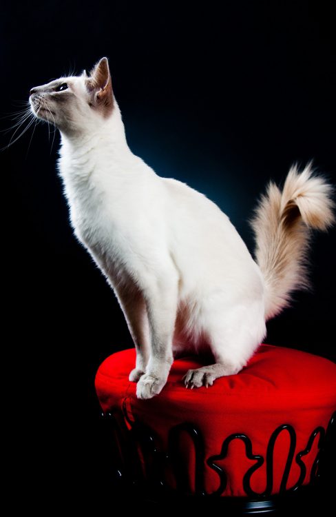 indy-balinees-balinese-dame-raskattenherplaatsing-kattenherplaatsing-foto