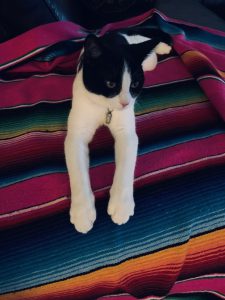 vlekkie-herplaatsing-jonge-poes-kattenherplaatsing (3)