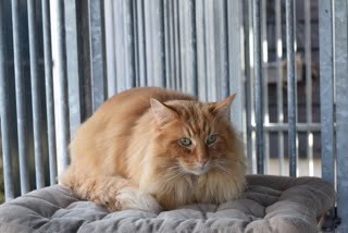 kilimanjaro-raskattenherplaatsing-noorse-boskat-baasje-gezocht