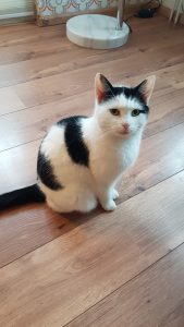 snoes-kattenherplaatsing-lent-poes (2)