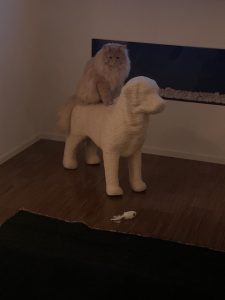 gaoth-noorse-boskat-voorpaginafoto-kattenvoorlichting-design-geen-tweedehands-krabpaal