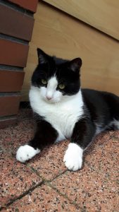 herplaatsing-ot-kat-oisterwijk-kattenherplaatsing