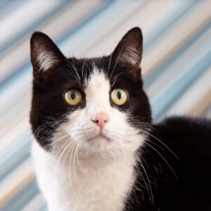 herplaatsing-ot-kat-oisterwijk-kattenherplaatsing