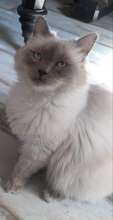 luna-herplaatsing-kruising-raskat-kattenherplaatsing