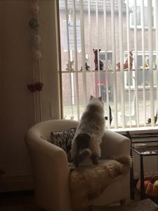 luna-raskattenherplaatsing-rustig-thuis-gezocht