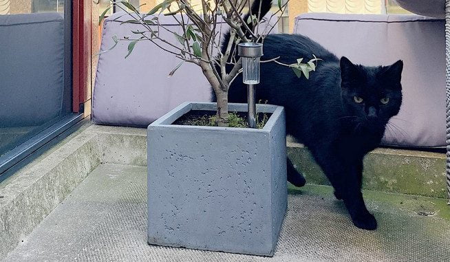 sem-alphen-ad-rijn-kattenherplaatsing