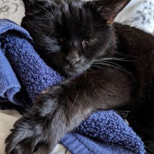 sem-alphen-ad-rijn-kattenherplaatsing