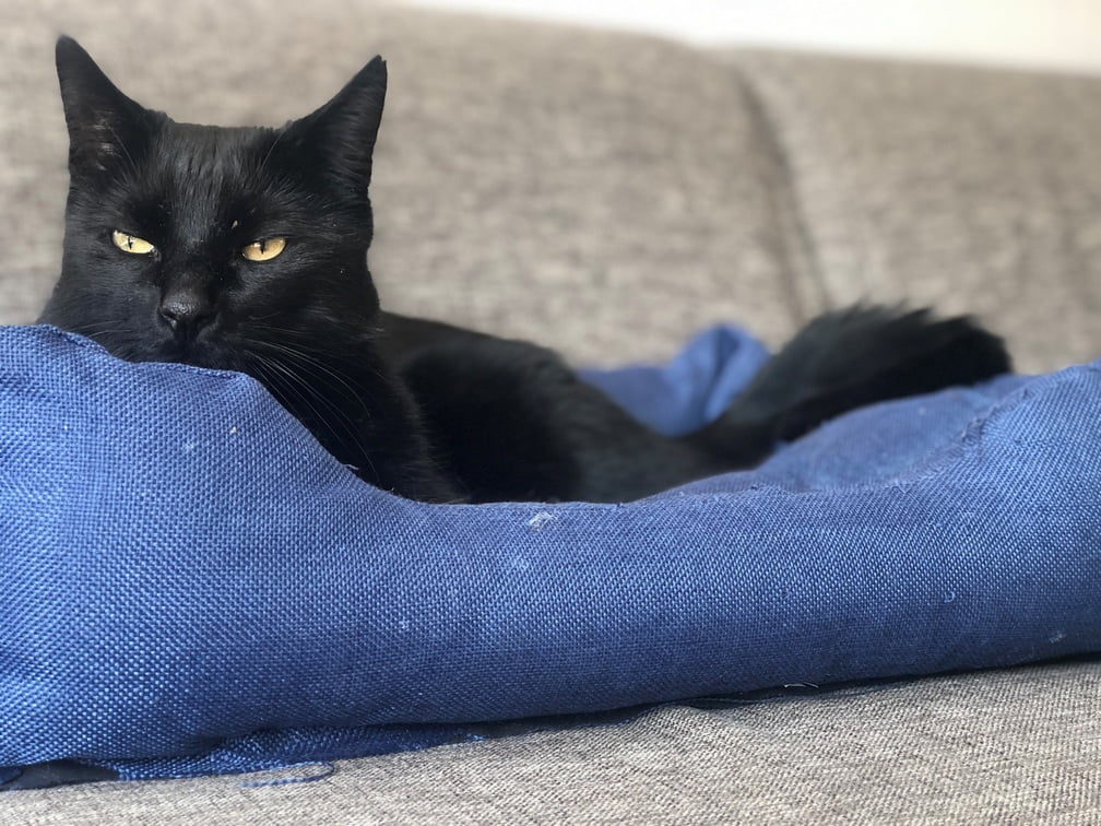 sem-nieuwe-thuis-kattenherplaatsing