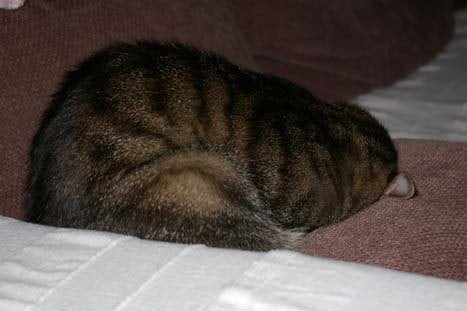 doodle-marjan-op-gezicht-slapen-kattenvoorlichting