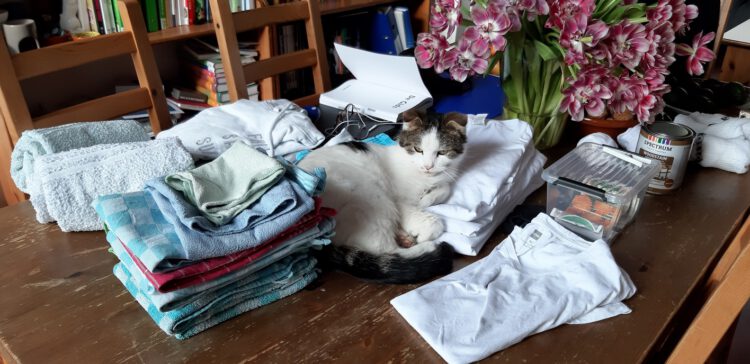 pers-mickey-nieuwe-thuis-kattenherplaatsing