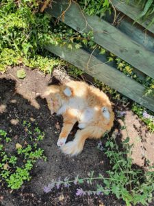 bugsy-nieuwe-thuis-kruising-raskat