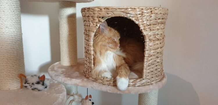 bugsy-nieuwe-thuis-kruising-raskat-kattenadoptie