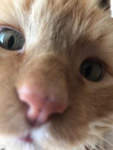 bugsy-ogen-kattenherplaatsing