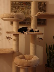 cleo-gouda-herplaatsing-poes-kattenherplaatsing