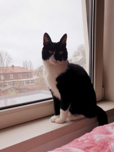 cleo-gouda-herplaatsing-poes-kattenherplaatsing