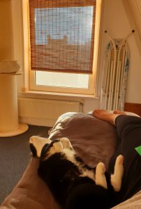 cleo-gouda-herplaatsing-poes-kattenherplaatsing (8)